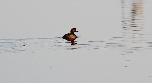iNaturalist image