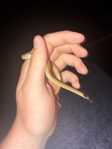 Plains Black-headed Snake
