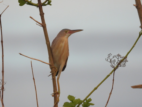 Ixobrychus sinensis observed 2026-07-24