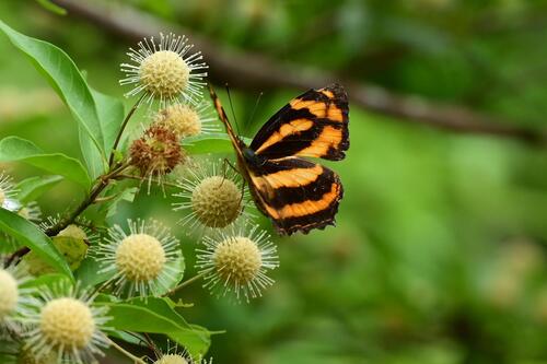 Common Jester