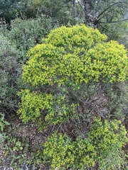 Euphorbia acanthothamnos