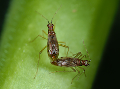 Dicyphus epilobii