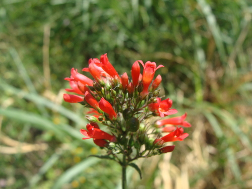 Russelia sarmentosa, photograph 5