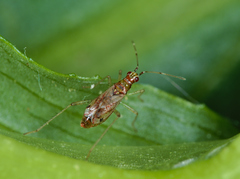 Dicyphus epilobii