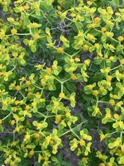 Euphorbia acanthothamnos