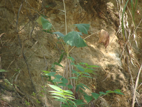 Onoseris onoseroides, photograph 2