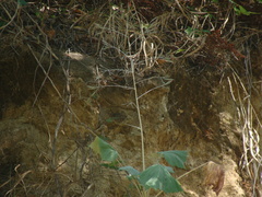 Onoseris onoseroides