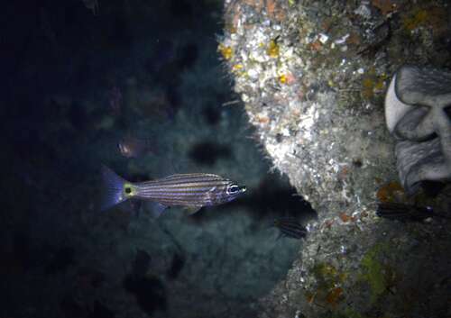 Cheilodipterus artus observed 2026-07-21