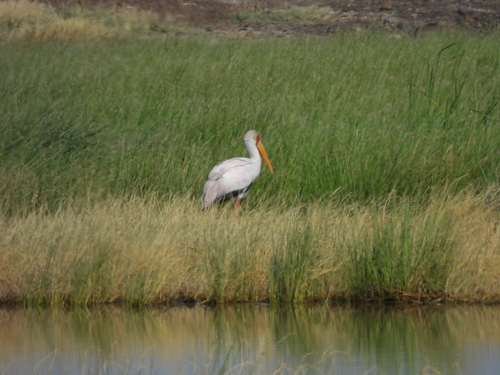 iNaturalist: (c) Francisco J. Serrano Eizaguerri, some rights reserved (CC BY-NC), uploaded by Francisco J. Serrano Eizaguerri iNaturalist image