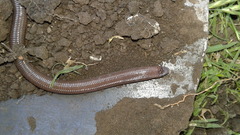 Amphisbaena darwinii