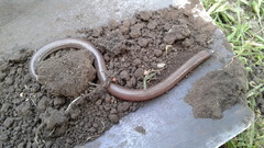 Amphisbaena darwinii