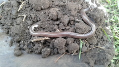 Amphisbaena darwinii