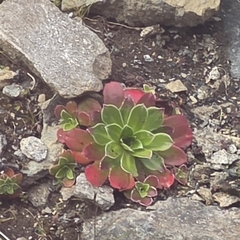Saxifraga cotyledon, photograph author not stated, no rights reserved
