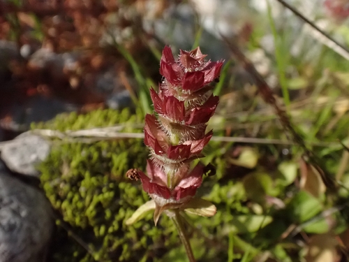 common selfheal