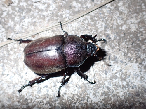 Trypoxylus dichotomus dichotomus