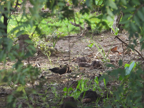 Stone Partridge