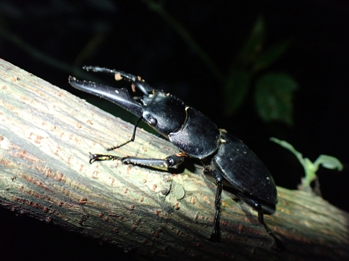 Serrognathus titanus platymelus