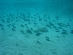 Herichthys minckleyi