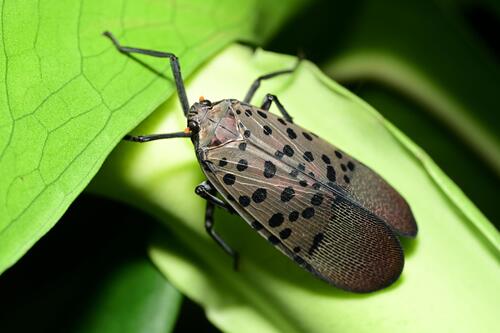Spotted Lanternfly