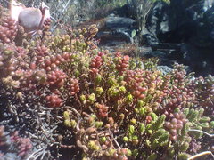 Sedum stahlii