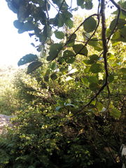 Alnus lusitanica