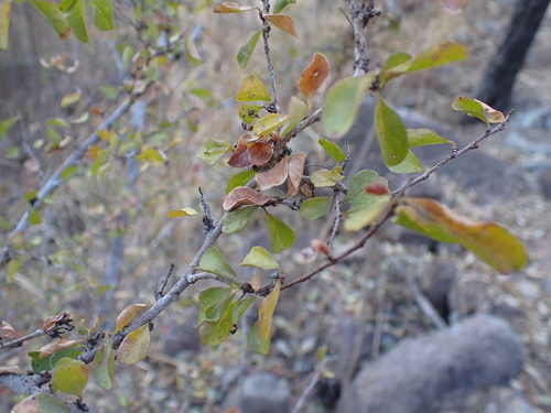 Antidesma parvifolium (Antidesma parvifolium)
