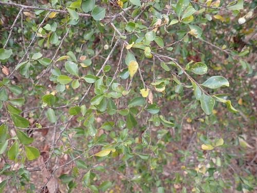 Antidesma parvifolium (Antidesma parvifolium)