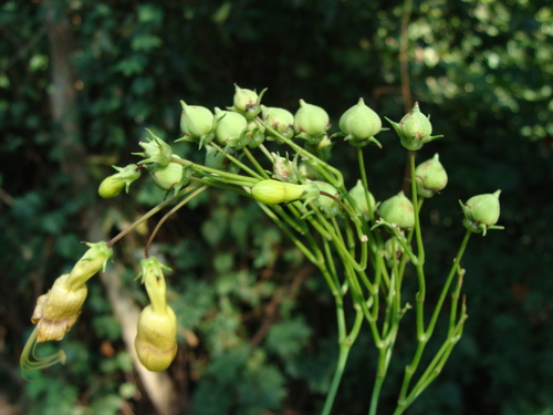 Ipomoea neei, photograph 6