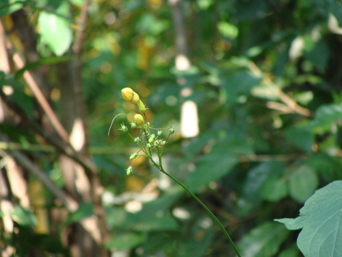 Ipomoea neei, photograph 3