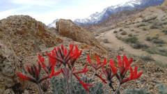 Astragalus coccineus