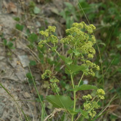 Alchemilla glabra