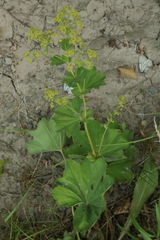 Alchemilla glabra