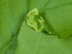 Macrodiplosis pustularis