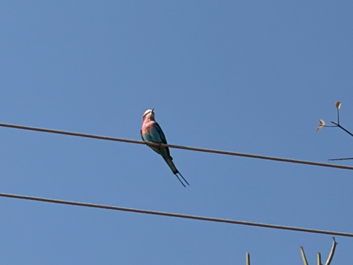 Lilac-breasted Roller