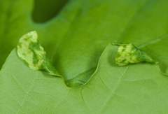 Macrodiplosis pustularis