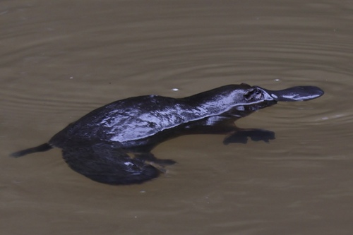Platypus