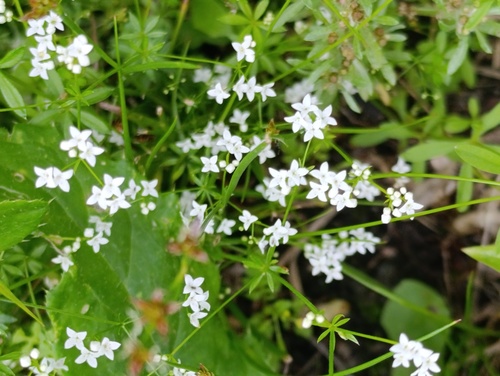 Наблюдение на iNaturalist