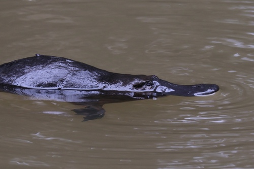 Platypus