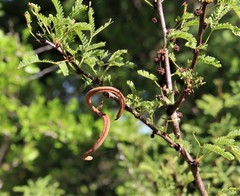 Vachellia schaffneri bravoensis