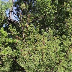 Vachellia schaffneri bravoensis