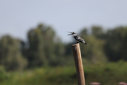 iNaturalist image