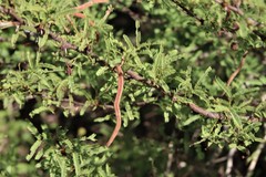 Vachellia schaffneri bravoensis