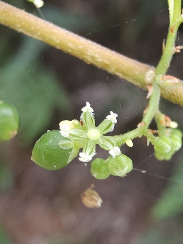 Trema cannabina observed 2026-07-24