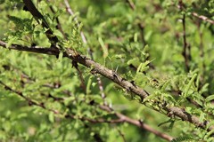 Vachellia schaffneri bravoensis