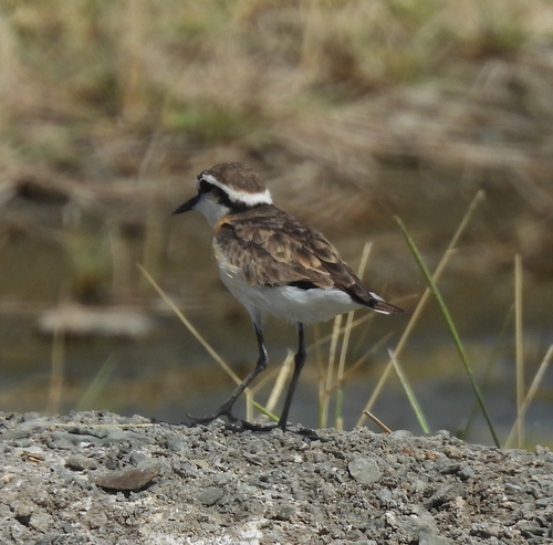 iNaturalist image