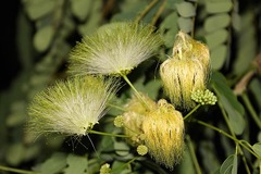 Albizia tanganyicensis