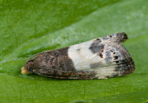 Yellow-faced Bell