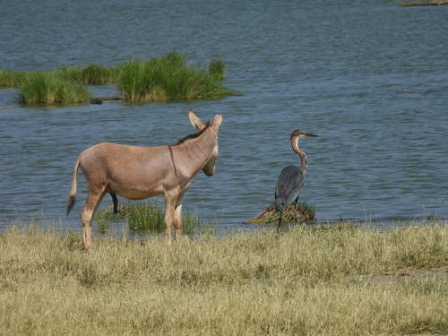 iNaturalist image