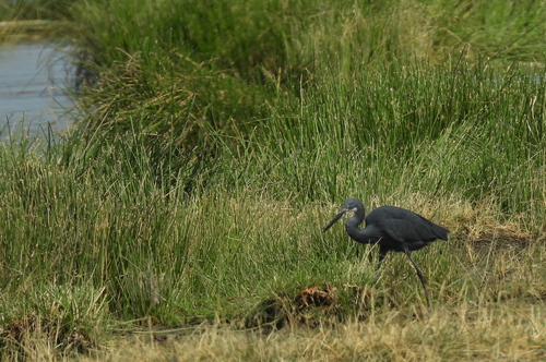 Western Reef Heron
