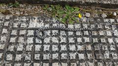 Elaphe quatuorlineata